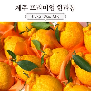 산지직송 제주명품 프리미엄 한라봉 제철 가정용 선물용 1.5kg 3kg 5kg 특별선별, 1개, 가정용,1KG,소과