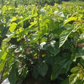[한스푼푸드] 생뽕잎 300g 누에 새우 거북이 물고기 등 먹이, 1개