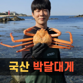 [산지직송]국산 살이꽉찬 박달대게 1kg 2kg 영덕대게 대게 구룡포 게 대개 제철, 1박스, 국산박달대게 2kg (3~5마리 살수율90%이상)