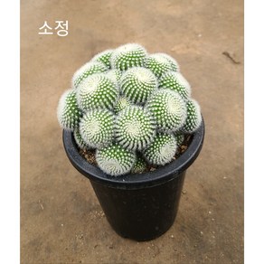 행복한꽃순이/﻿가시선인장 2종(금황환 소정)/12cm, 소정선인장, 1개