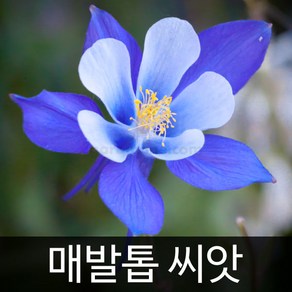 매발톱 씨앗 꽃씨 꽃 종자 야생화 야생초 씨 400알