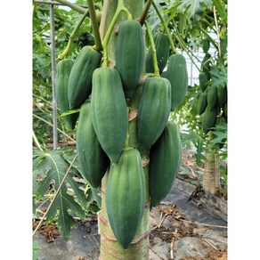 PAPAYA 그린파파야, 10kg, 1개