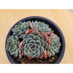 [청담다육] 원종 사라히메 군생 다육이 (랜덤배송), 1, 1개