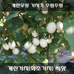 [해피플라워] 달걀모양 열매가 주렁주렁 달리는 계란가지 씨앗 300립 / 봄 여름 파종 화초가지 꽃씨