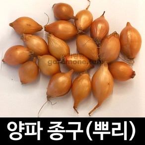 종구 양파 씨앗 구근 뿌리 종자 미니양파 창녕 250g, 1개