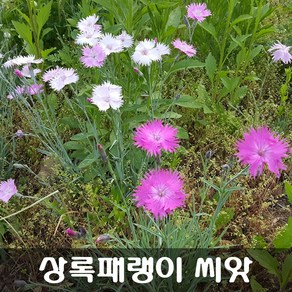 [해피플라워] 상록패랭이 씨앗 1g(약 1000립) / 봄 여름 가을 파종 꽃씨