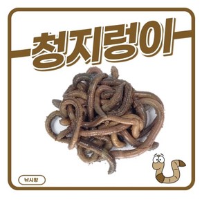 청지렁이 일반지렁이 낚시미끼용 학습용지렁이 실습용, 지렁이사육용흙500g, 1개