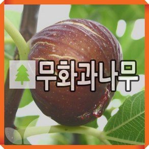 무화과나무 묘목 마들렌 삽목2년 포트묘, 1개