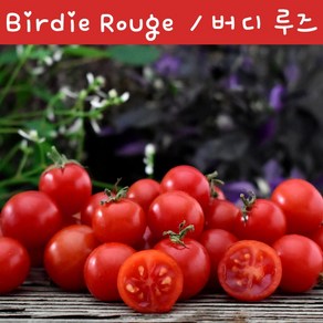 버디루즈 Bidie Rouge 희귀 난쟁이토마토 키작은 토마토 수경재배토마토 교육용 체험용세트