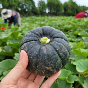 [한아름마켓] 달콤가득 제주 미니 보우짱 밤호박, 1박스, 3kg