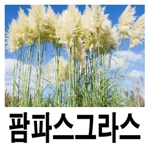 팜파스그라스 흰색 6치포트, 1개