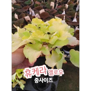 휴케라-중-옐로우/사계절 내내 화려한 잎을 보여 주는 휴케라., 1개