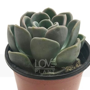 [꽃사랑식물나라] 올팻 다육이 공기정화식물 식물키우기, 1개