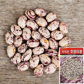 세경팜 키작은 호랑이콩 강낭콩 씨앗 30g, 4개