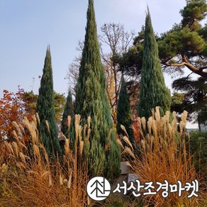 블루애로우 나무 묘목 키120cm 싸이프러스 서산조경마켓, 1개