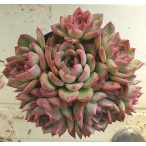 [수암다육] 플로리디티 랜덤발송 Echeveria agavoides 'Floridity' 다육 다육이 다육식물 452