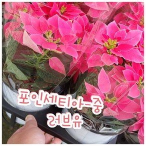 꽃나라엘리스 포인세티아(러브유)-중-크리스마스 꽃, 1개