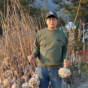 감나무 묘목 3년생 4년생 5년생 감나무 (결실주) 유실수 과일나무키우기