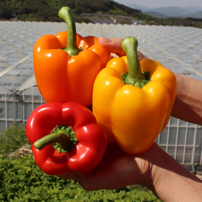 [싱싱냠냠] GAP인증 국내산 상급 파프리카, 1박스, 2kg(상품/혼합색상)