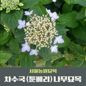 서울농원묘목/차수국 툰베리 산수국 나무 2년생묘목 단맛나는 수국잎 6치포트묘 감로차 조경수, 1개, 차수국