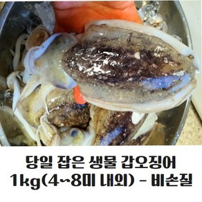 [신선베송] 제철 당일바리 군산 생물 활 갑오징어 1KG(4-8미) 오징어 오징어통찜 갑오징어찜 갑오징어통찝 제철 활 오징어 대왕 생물 오징어회 통찜 갑오징어회, 4~8마리내외, 1박스, 1kg