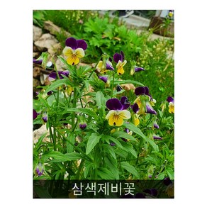 식용꽃 씨앗] 삼색제비꽃 (제비꽃 비올라 팬지) 0.1g(약100립), 1개