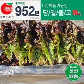 해돋이농산 국내산 적상추 상추 쌈채소 쌈야채 2kg 4kg, 1박스