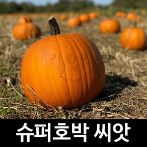 미국장원 슈퍼 호박 씨앗 채소 종자 야채 씨 5알