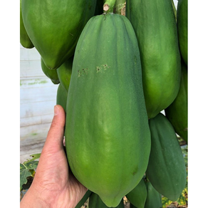 프리미엄) 샐러드용 그린 파파야 1kg 3kg 5kg / 그린파파야 쏨땀 쏨땀재료 greenpapaya 파파야과일 과일파파야 papaya Papaya