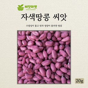 다농 자색땅콩 씨앗 20g, 1개