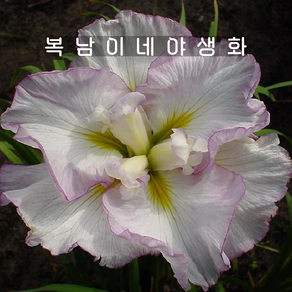 아이리스 엔사타 레이디인웨이팅 [1포트 복남이네야생화 모종 iis ensata], 1개