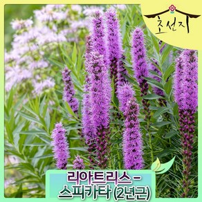 [초선지] 리아트리스 추식 2년근 구근 스피카타 피트 아우돌프, 1개