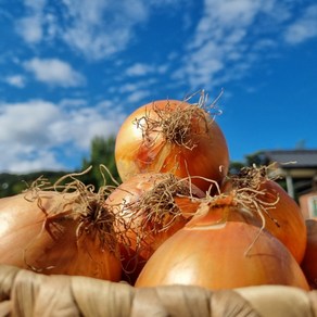 산지직송 국내산 무안 햇양파 3kg 5kg 10kg