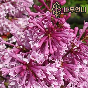 라일락 묘목 프레스토니아 향기라일락 5치포트 개화주 나무언니, 1개