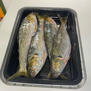 국내산 급냉 동해안 전어 구이용 산지직송, 1개, 1kg