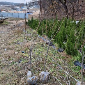 착한가격 나무생각 / 산사나무 / 대왕산사 / 개화주, 1개