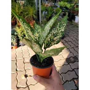 10~30cm 아글레오네마 사파이어 소품 49, 1개