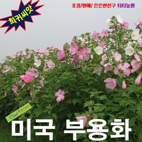 (희귀씨앗) 노지월동 미국부용 (부용화) 10립, 1개