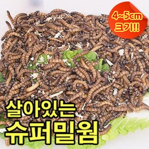 성충 안되는 살아있는 슈퍼밀웜 4~5cm 500마리 1000마리 안전포장, 1개, 350g