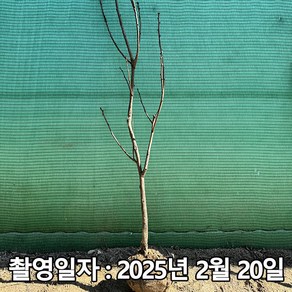 착한가격 나무생각 / 감나무 / 차량단감 / 3년생 / 결실주, 1개