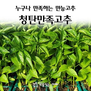 [모종심는아빠] 누구나 만족하는 만능고추 청탄만족 고추모종, 36개