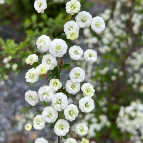 충주원예조경 / 장미조팝 / 80cm~1m / 개화주, 1개