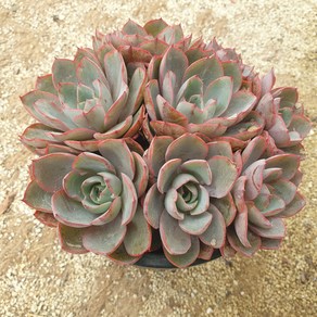 [수암다육] 헤라 랜덤발송 Echeveria 'Hera' 다육 다육이 다육식물 645