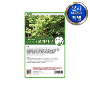 모과 나무 씨앗 50g . 수목 식물 씨 종자, 1개