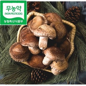 솔송고 솔송고버섯, 1박스, 1kg