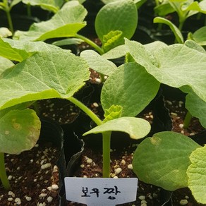 [모종모종]보우짱 모종2주 (2주1셋트입니다)(미니 단호박)희귀모종 판매합니다.(상품 소진시 종료합니다.)미니텃밭 최고의작물 미니단호박(보우짱)
