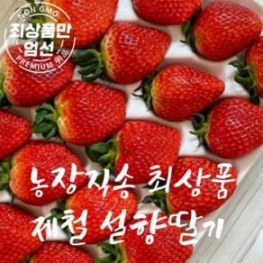 겨울딸기 프리미엄 설향 딸기 특품, 750g, 1박스