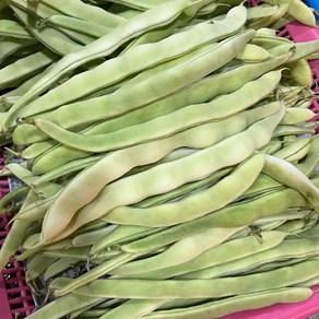 [금성식품]중국채당콩 볶음용 흰색사계두 500g, 1개