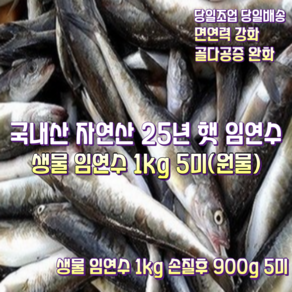[산지직송] 국내산 자연산 동해안 고성 속초 새벽조업한 당일배송 생물 임연수 1kg 5미(원물). 새벽조업한 생물 임연수 1kg 손질후 900g 5미, 1박스, 새벽조업 생물 임연수 1kg 손질후 900g 5미