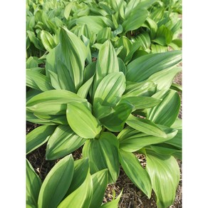 [곰배령농산물]강원도 인제 봄나물 명이나물(산마늘) 1kg, 1개